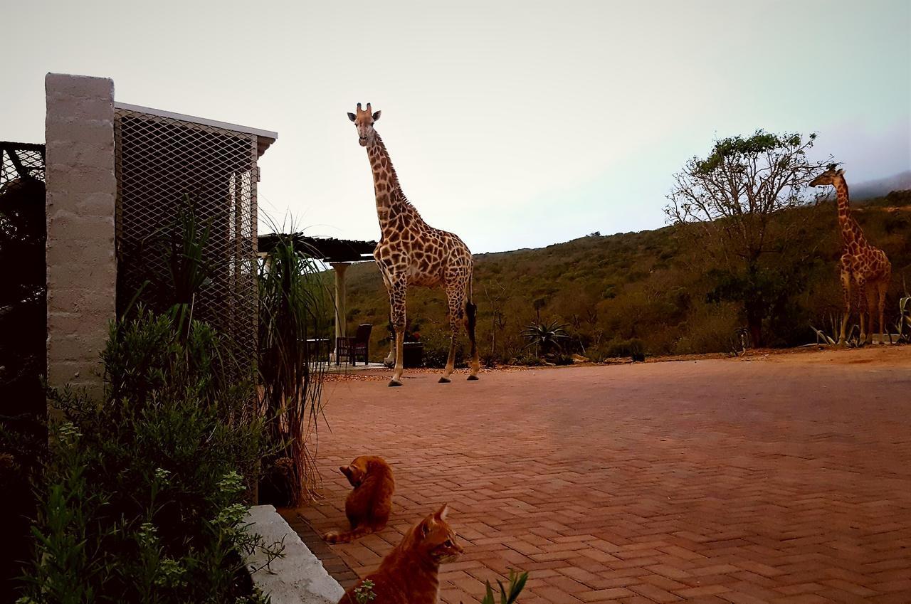 Graceland Eco Retreat Magoebaskloof Luaran gambar