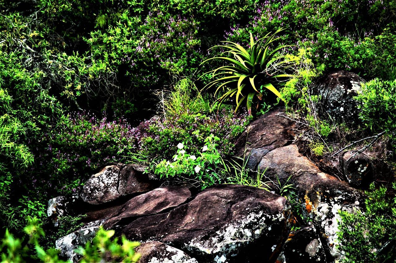 Graceland Eco Retreat Magoebaskloof Luaran gambar